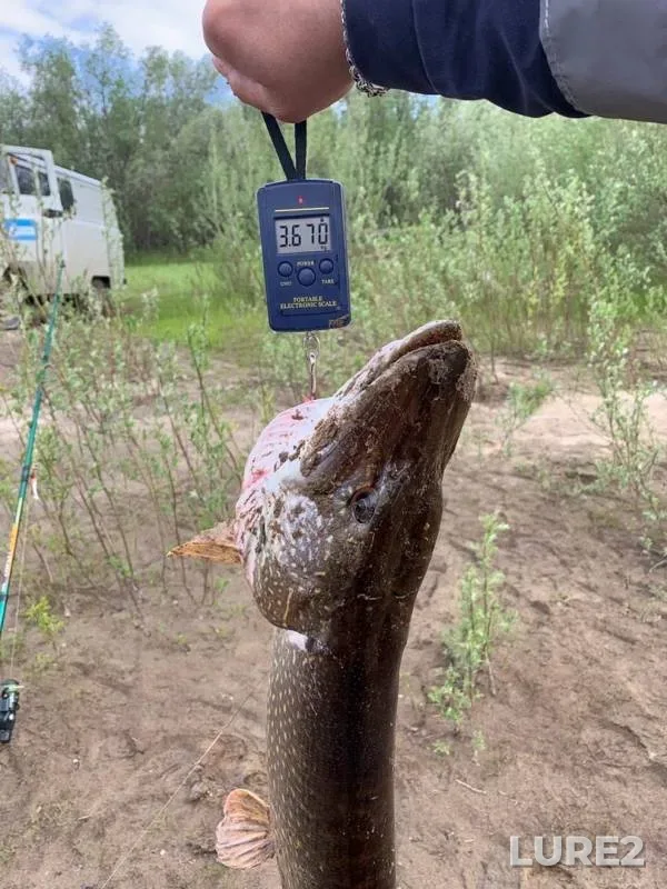 Щука