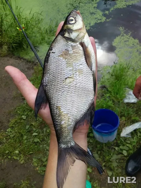 Лещ, Карп — Лужеснянка, 23 авг. 2019 г.