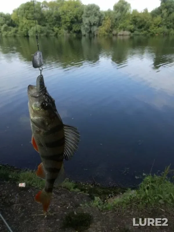 Окунь, Щука