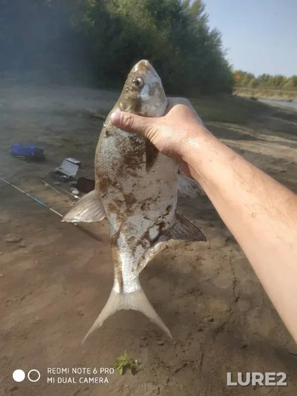 Лещ
