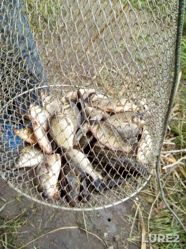 Карась