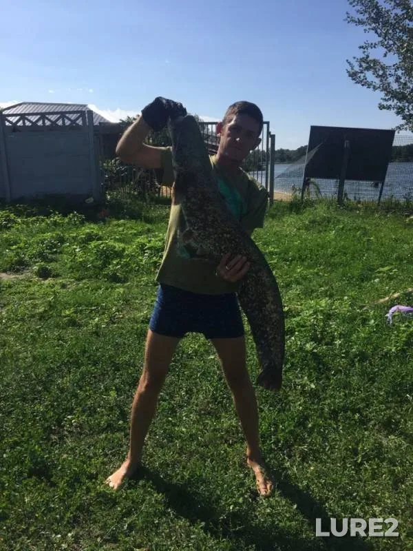 Сом