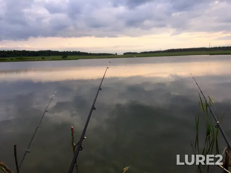 Карась, Окунь