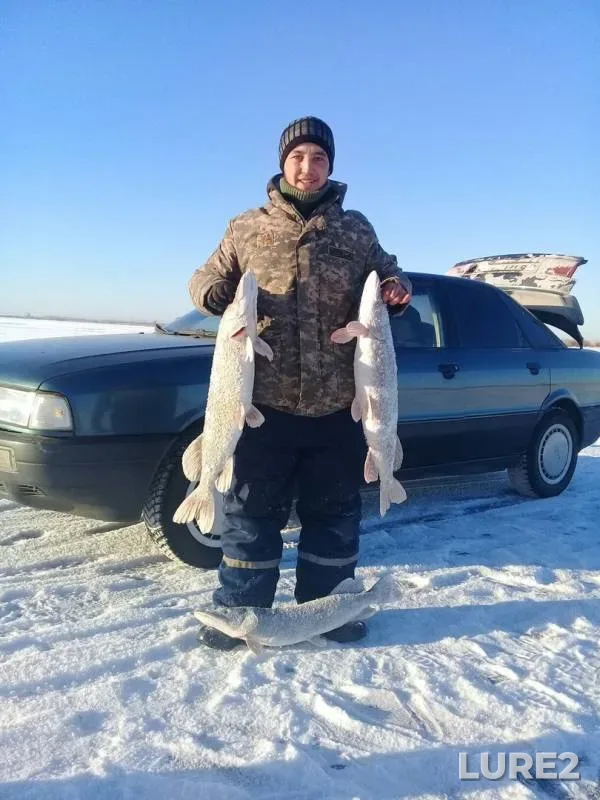 Щука