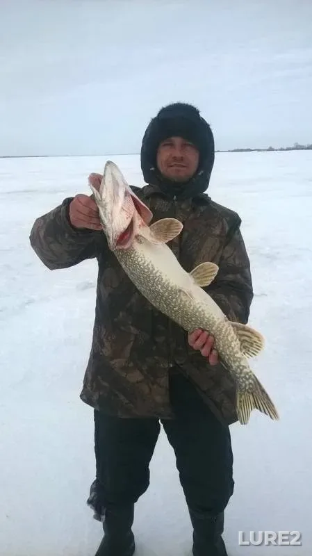 Щука