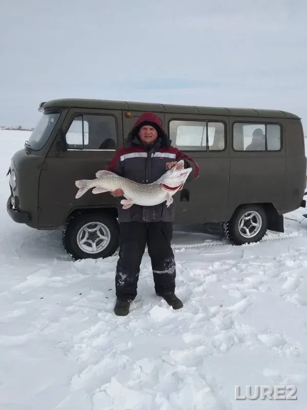 Щука