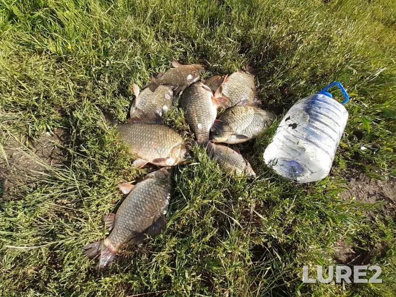 Карась