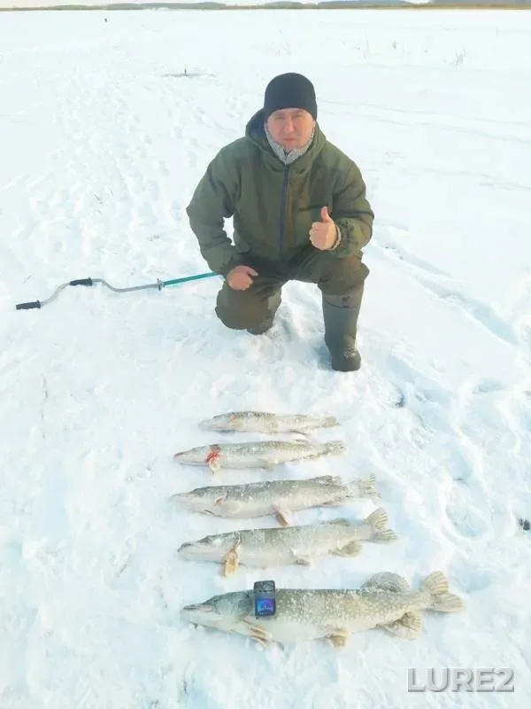 Щука