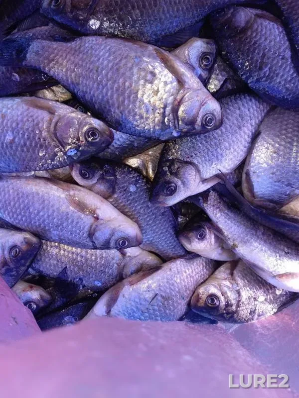 Карась