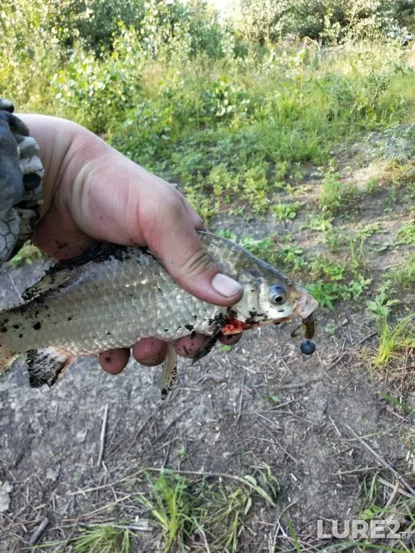Карась