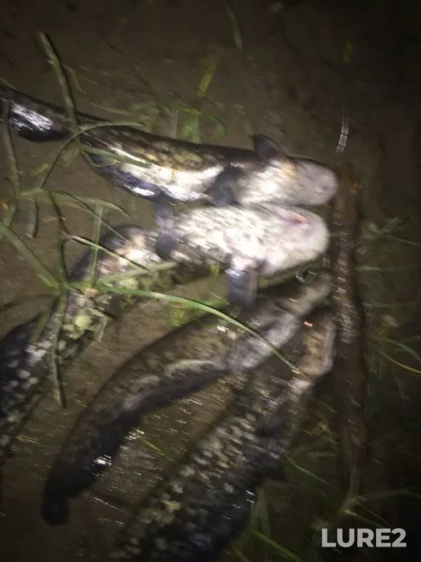 Сом