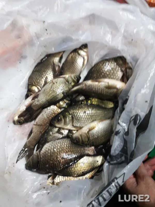Карась