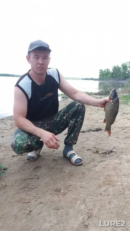 Карп, Карась