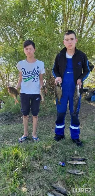 Лещ, Сом