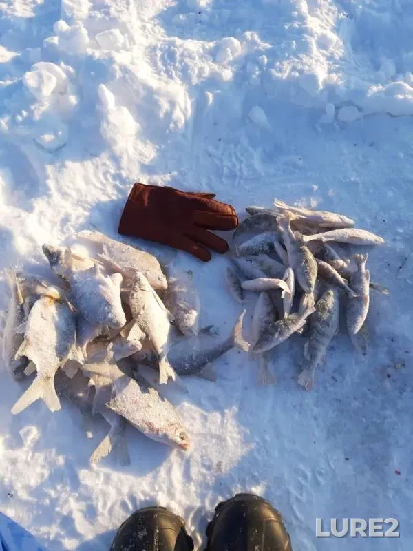 Лещ, Окунь