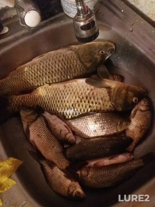 Карась