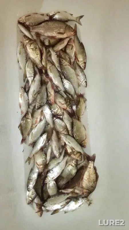 Карась