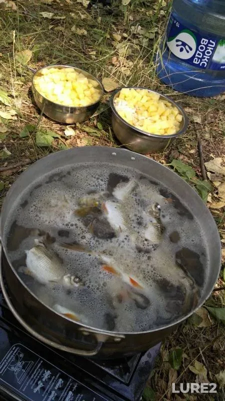 Окунь, Щука