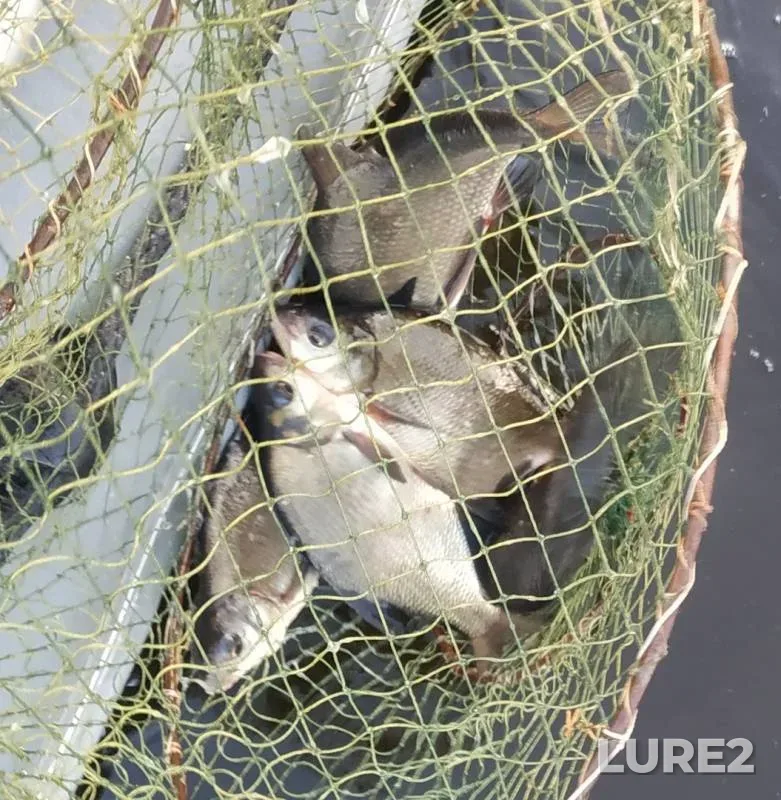 Лещ — Березина, 02 сент. 2019 г.