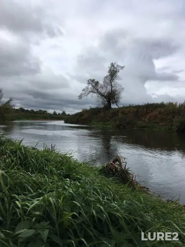 Окунь, Щука