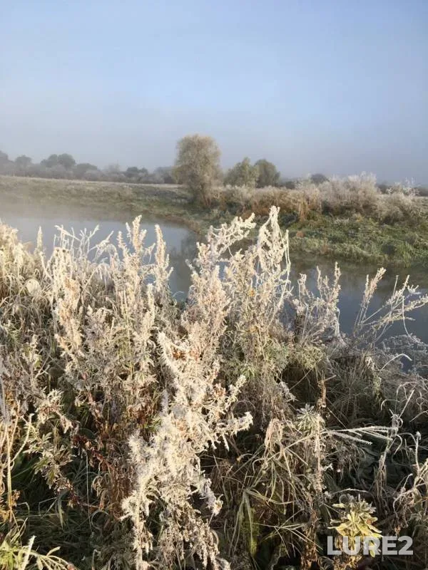 Окунь, Щука
