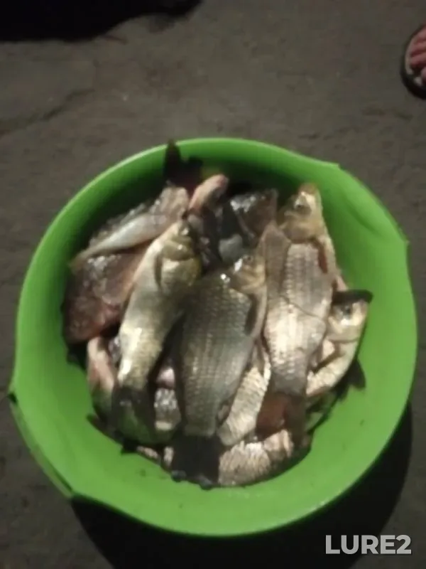 Карась — Донецька область, 22 июл. 2019 г.
