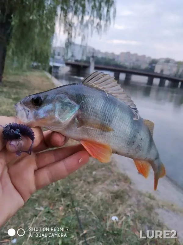 Окунь
