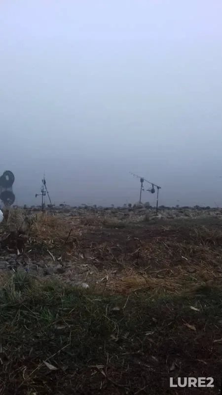 Лещ, Карась