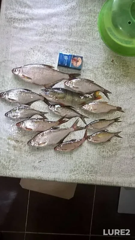 Лещ, Окунь