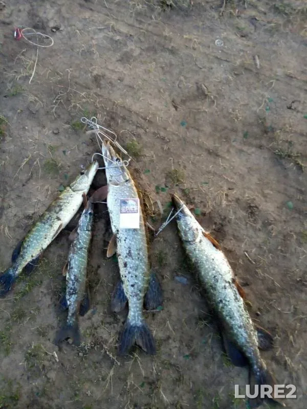 Щука