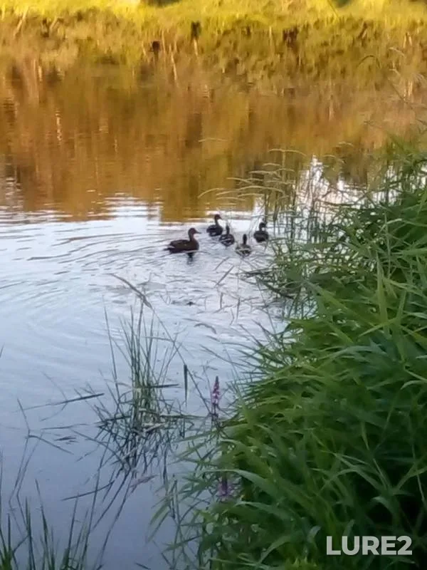 Жерех