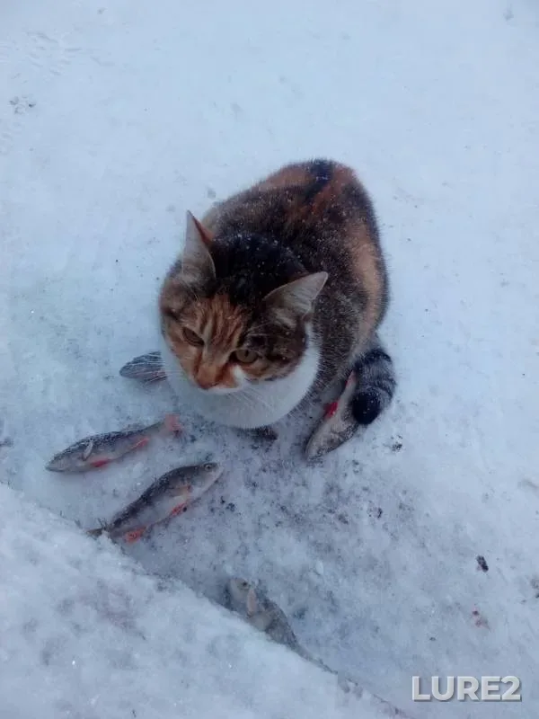 Окунь