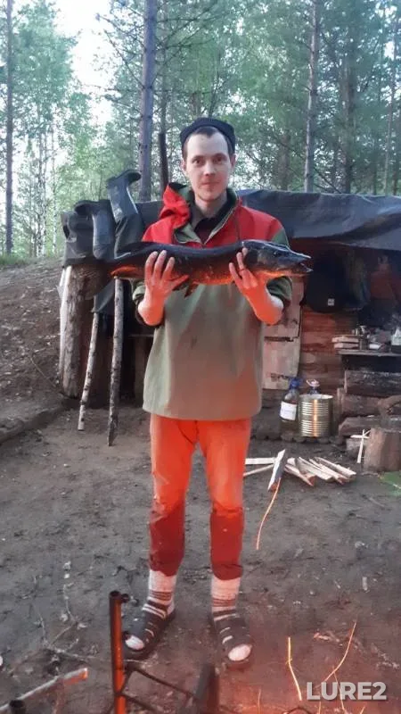 Щука