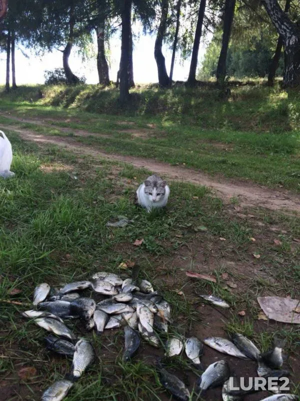 Карась