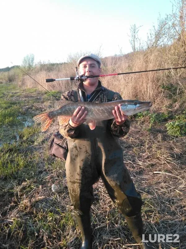 Щука