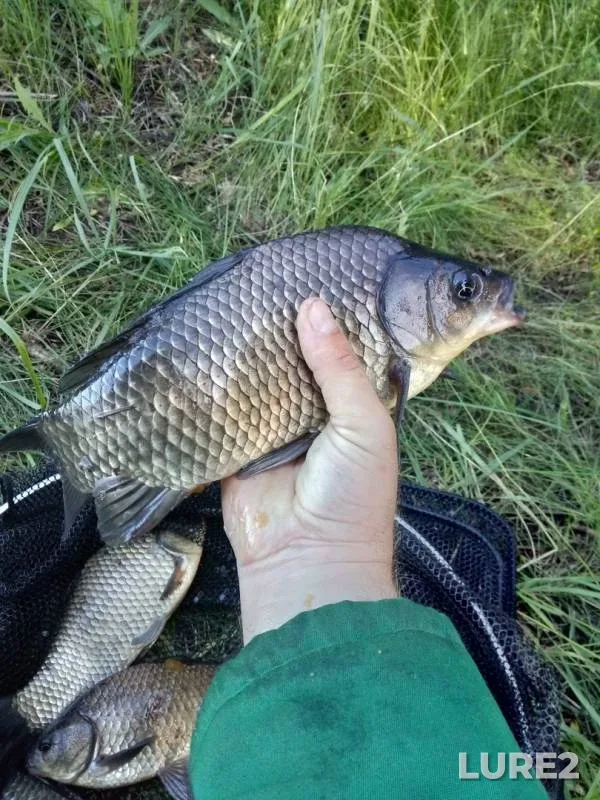 Карась