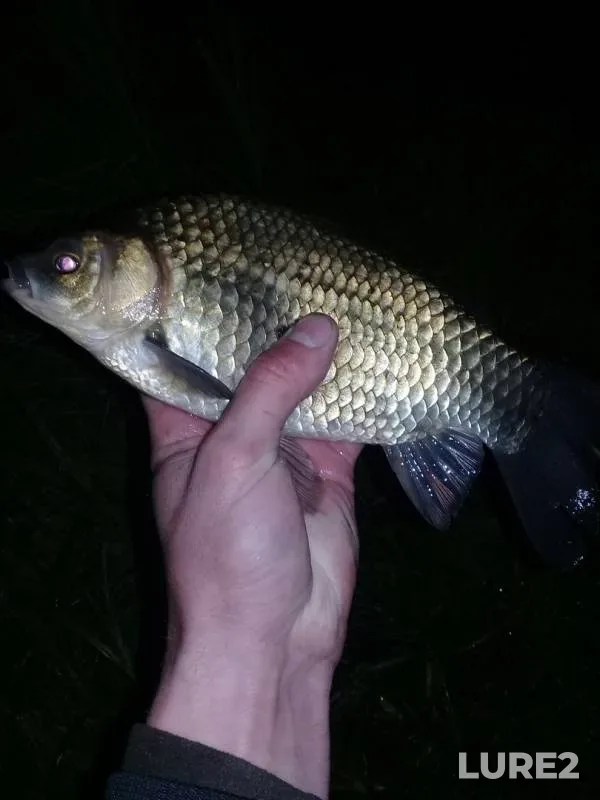 Карась