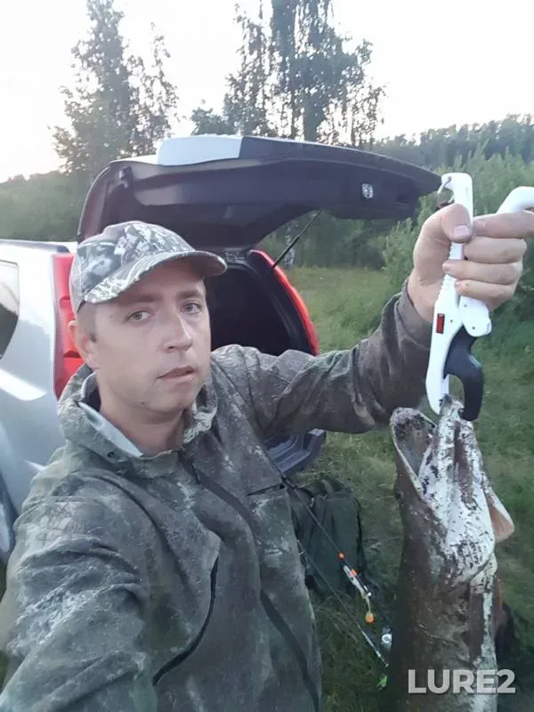 Щука
