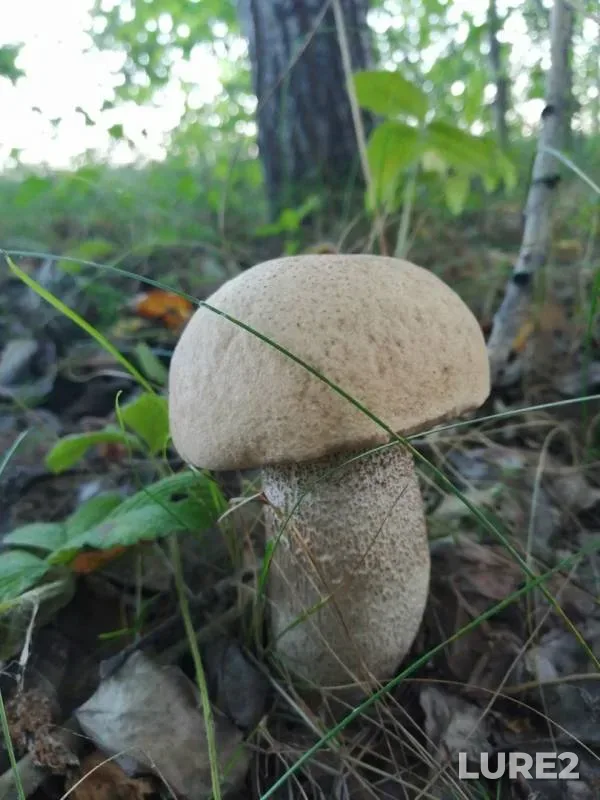 Щука