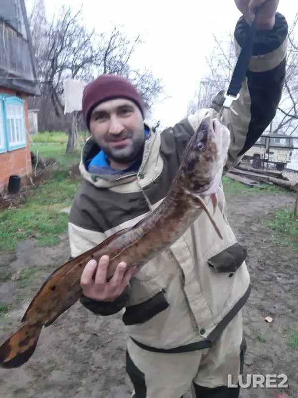 Щука