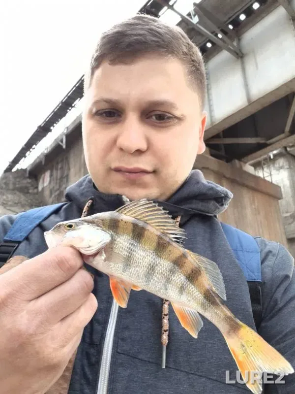 Окунь