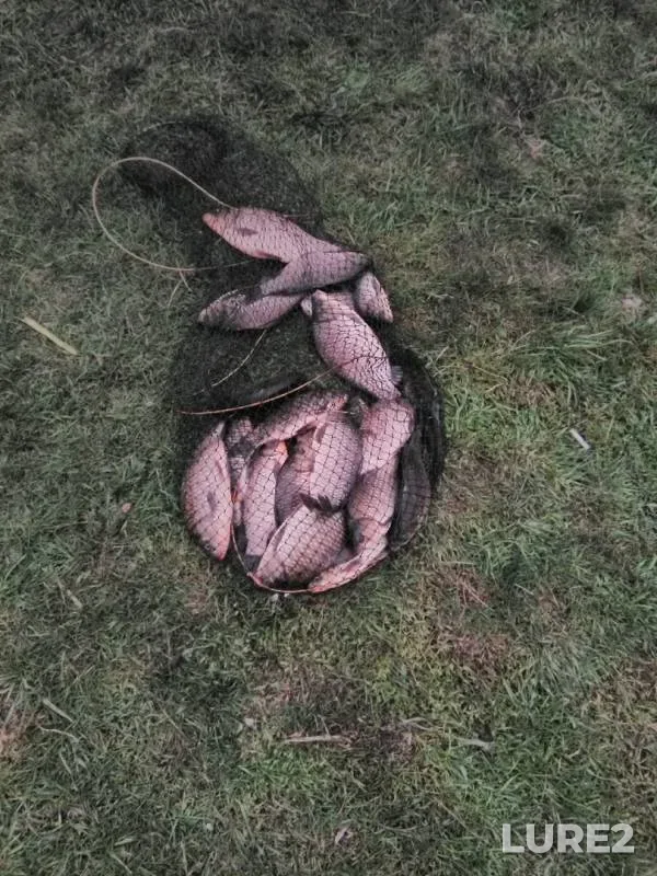 Карась