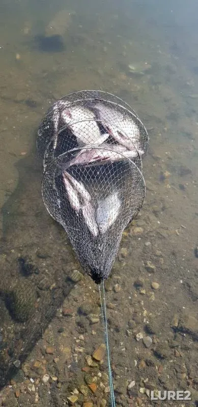 Лещ