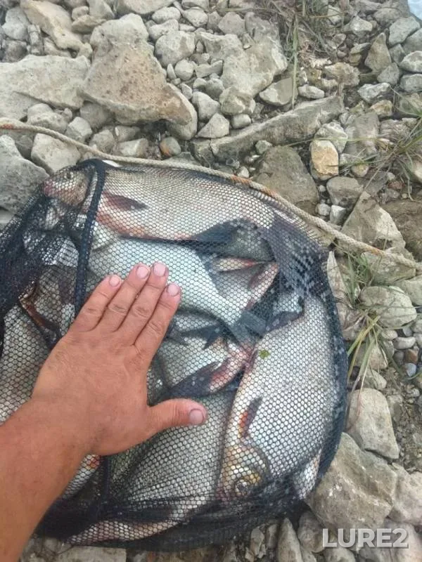 Лещ