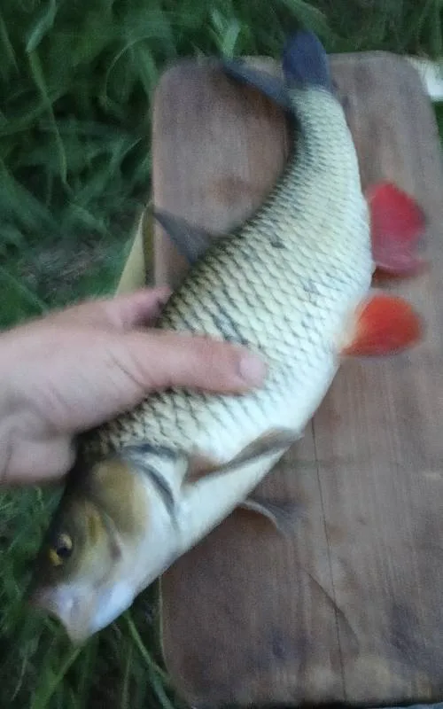Голавль