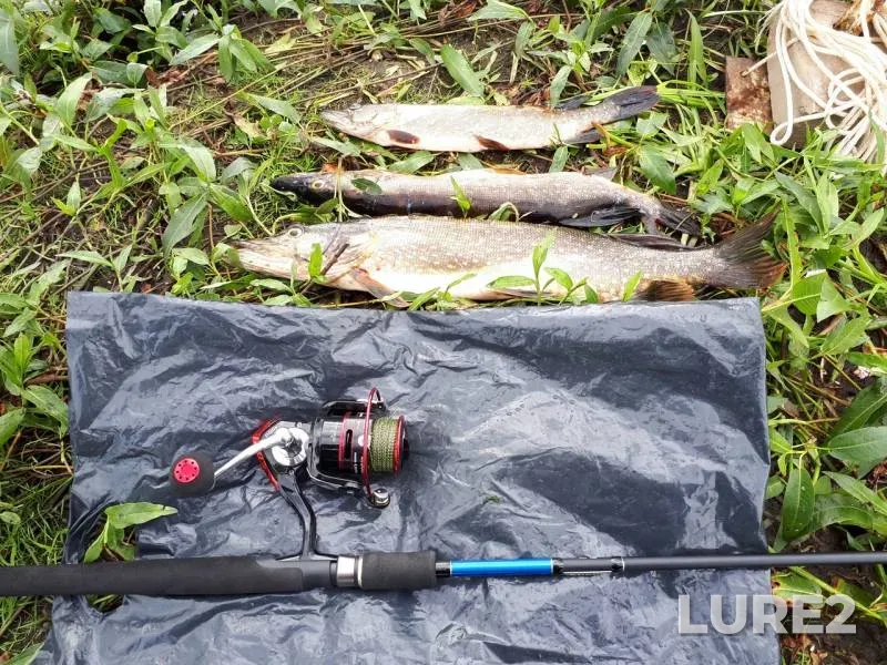 Щука