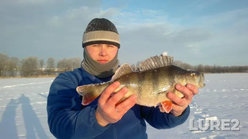 Окунь — Молено, 24 дек. 2014 г.