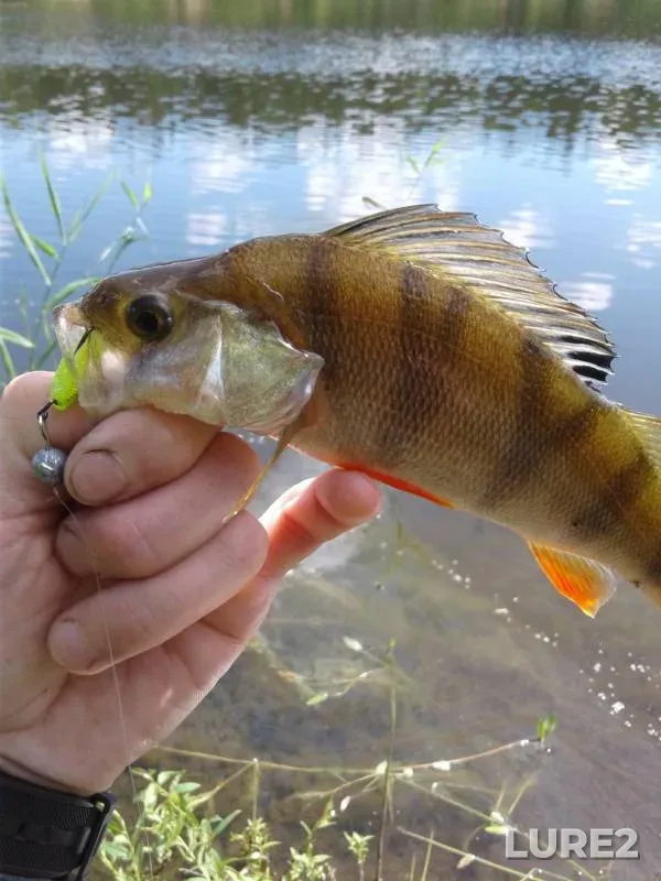 Окунь