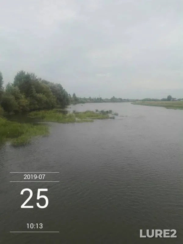 Уклейка, Щука