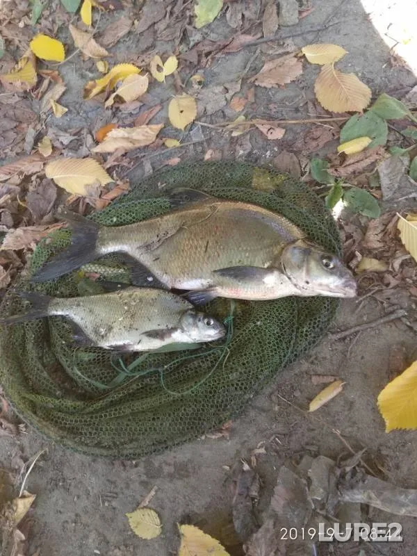 Лещ